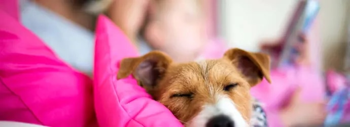 animaux domestiques