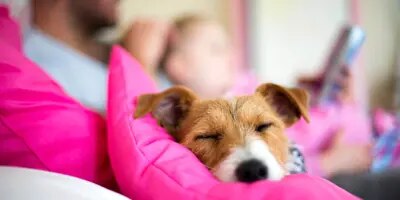 accueillir un chiot