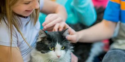 allergie chat traitement