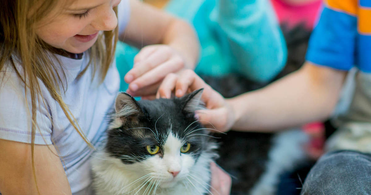 5 Astuces Pour Gerer Une Allergie Au Chat Ou Au Chien Lotus