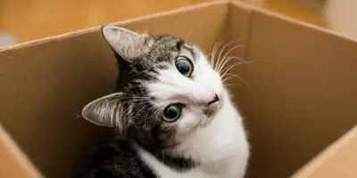 déménagement chat