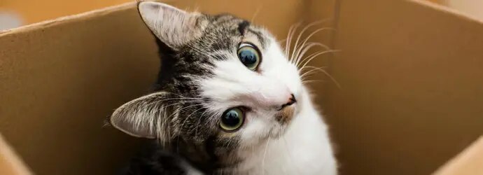 déménagement chat