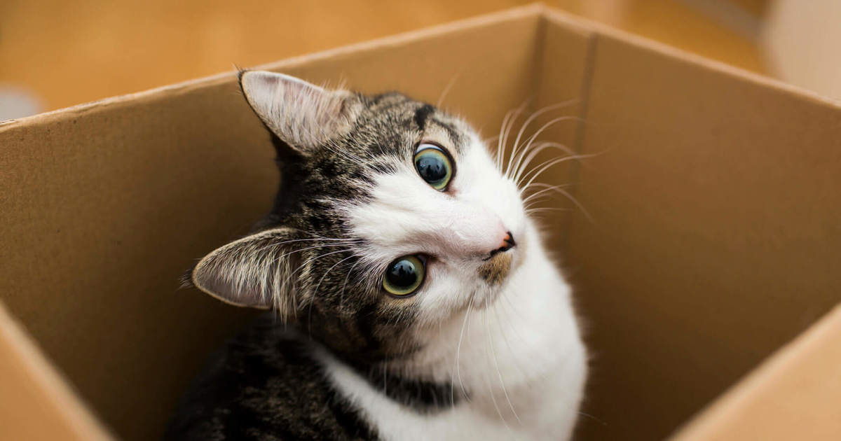 Comment Demenager Avec Un Chat Lotus