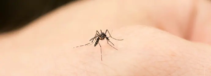 Photo d’un moustique posé sur une peau. Découvrez comment calmer les piqûres de moustiques dans cet article.