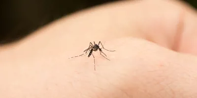 Photo d’un moustique posé sur une peau. Découvrez comment calmer les piqûres de moustiques dans cet article.