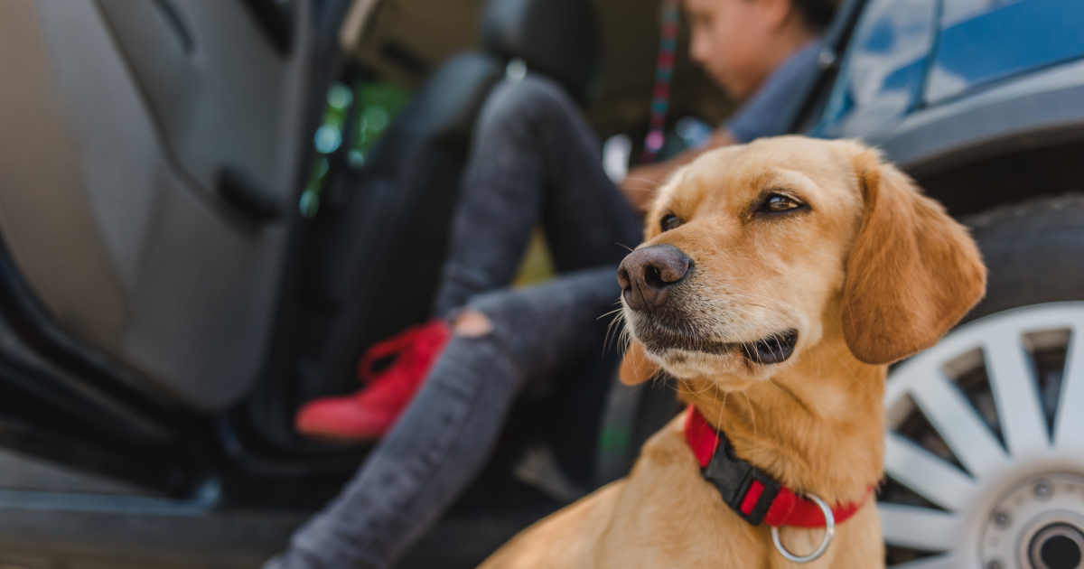 10 conseils pour voyager avec son chien en voiture - Lotus