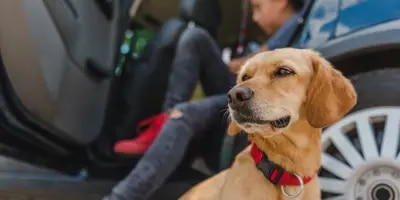 Transport Chien Voiture