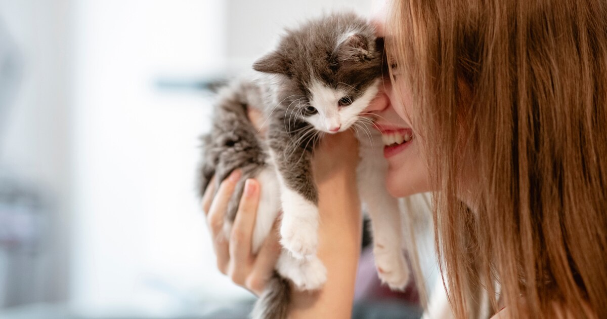 Comment accueillir un chaton chez soi ? Le guide Lotus