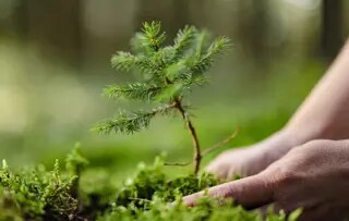 Mistä nenäliinat on tehty? FSC-sertifioidut kuidut